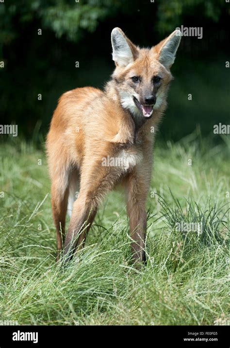 Maned Wolf Chrysocyon Brachyurus South America Stock Photo Alamy