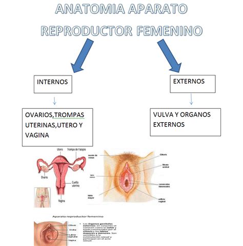 Ginecologia Fisiologia Aparato Reproductor Femenino Images The Best