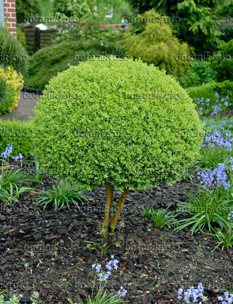 Image Common Boxwood Buxus Sempervirens Arborescens With Spherical