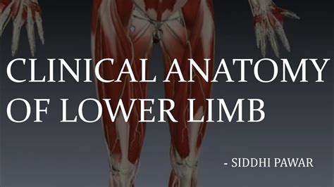 Clinical Anatomy Of Lower Limb Part 1 Anatomy 1st Year Mbbs Youtube