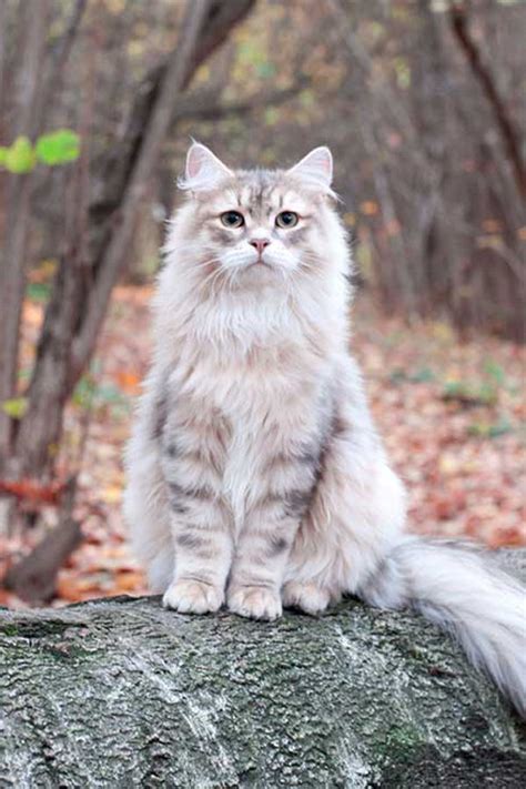 To see a comprehensive article on the many coat colors of cats, click here to open a pdf article. Siberian Cat Breeds (With images) | Cat breeds, Siberian ...