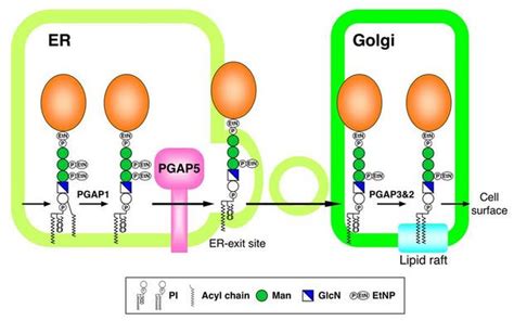 gpi glycan remodeling by pgap5 regulates transport of gpi anchored proteins from the er to the