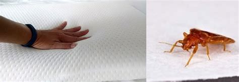 Can Bed Bugs Live In Memory Foam Pillow Problem Solved