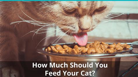Check spelling or type a new query. How Much Should You Feed Your Cat? A Real Breakdown With ...
