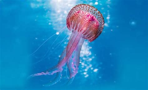 13000 Jellyfish Stings In Queensland Australia Prompt