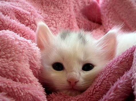 Kitten Cat Fluffy · Free Photo On Pixabay
