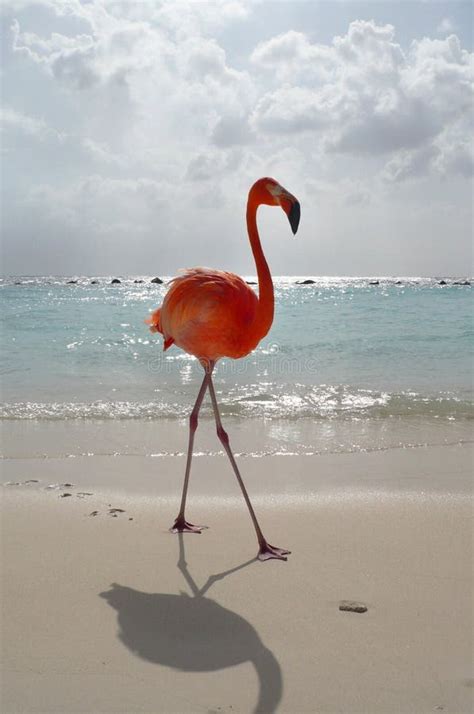 Flamingo On The Beach Stock Image Image Of Feather Vertical 9639417