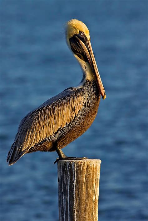 Banged up at the end of a long season and no stakes on the line. Scott Evers Photography: Pelicans