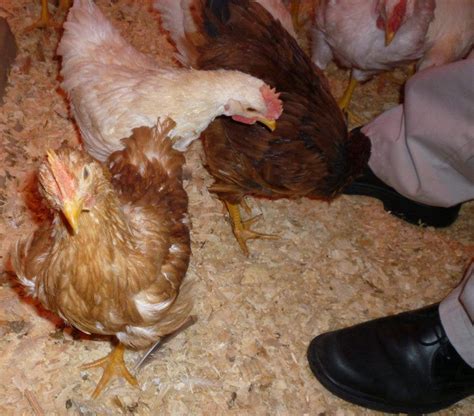 Update City Council Passes Chicken Ordinance Batavia Il Patch