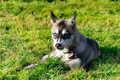 Top 10 Questions About The Miniature Husky Animalso