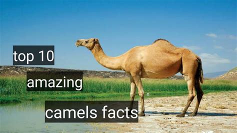 top 10 facts about camels youtube