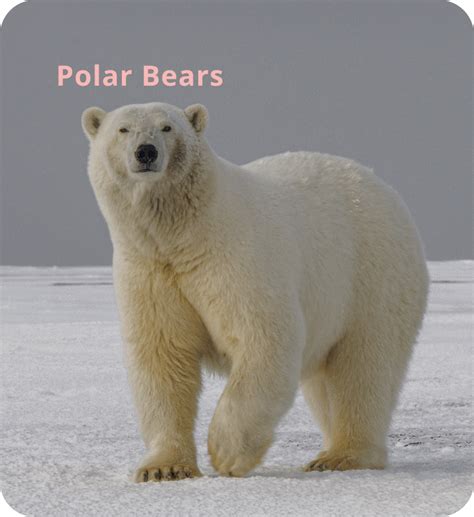 Polar Bear Jewelry Tracking Bracelet Save The Polar Bears Polar