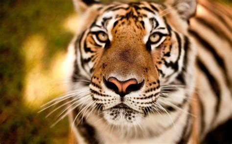 46 Beautiful Tigers Wallpapers Wallpapersafari