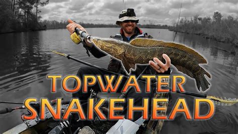 Crazy Topwater Snakehead Maryland Fishing Tips And Techniques Youtube