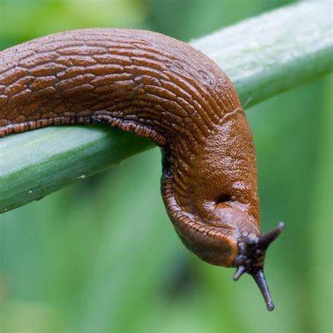 What Is Slug Slime Animal Uk