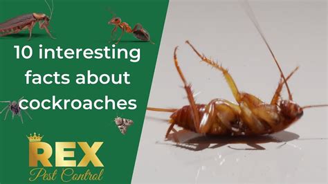10 Interesting Facts About Cockroaches Youtube
