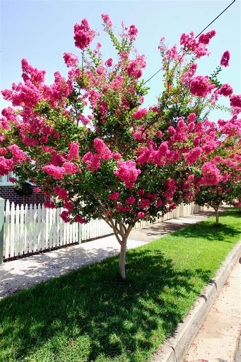 Dwarf crepe myrtle tree pink flowers, brand new, free shipping in t. Crepe Myrtle - Burke's Backyard | Flowering trees, Small ...