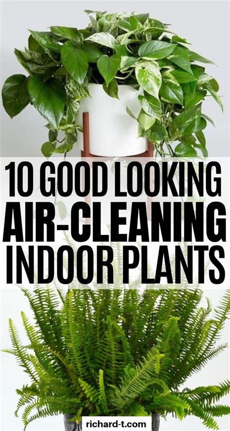 10 Indoor Air Cleaning Plants That Look Amazing And Filter Your Air All