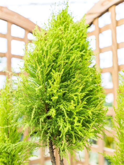 Growing Lemon Cypress Trees Lemon Cypress Plant Care Gardening Know How