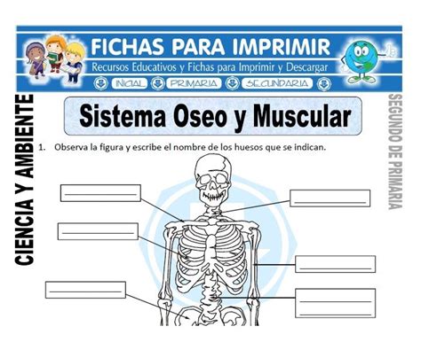 Por si tenéis que imprimir documentos. Ficha sistema oseo y muscular Segundo de Primaria ...