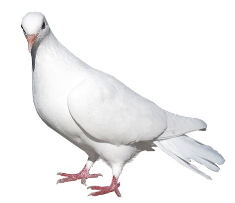 Pigeons And Doves Domestic Pigeon Bird Release Dove White Pigeon