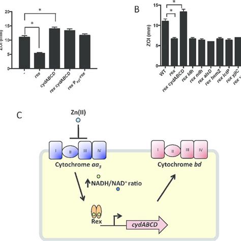 Derepression Of The Alternative Cytochrome Bd Oxidase Contributes To
