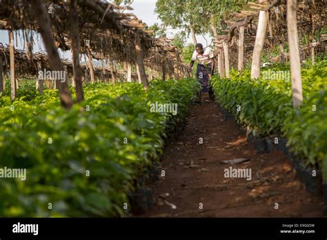 Farmer Planting Coffee Seedlings Hi Res Stock Photography And Images