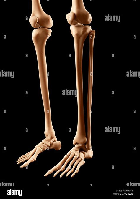 Los Huesos De La Pierna Humana Equipo De Ilustración Fotografía De