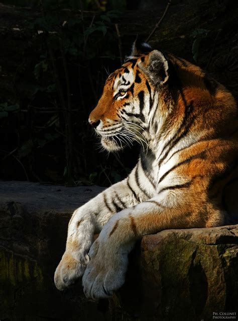 Panthera Tigris Altaica By C0ll1 On Deviantart Artofit