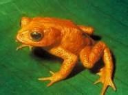 15 ideas de Endangered animals in Puerto Rico | animales en peligro de
