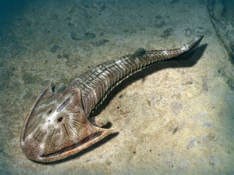 Armored Ancient Fish With Long Body On The Ocean Bed Ancient Fish