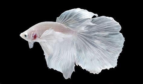 Ikan Cupang Albino Jenis Ciri Ciri Cara Merawat Hingga Harga