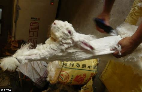 Cruel Truths Of The Angora Fur Trade Revealed In Shocking Video Daily