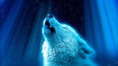 Download Wallpaper 1366x768 Wolf Predator Howl White Blue Tablet