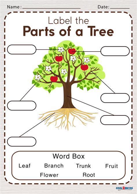 Parts Of A Tree Worksheet Cool2bkids