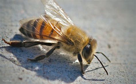 And are found on every continent with. What Exactly are Africanized Bees, and How Scary are They ...