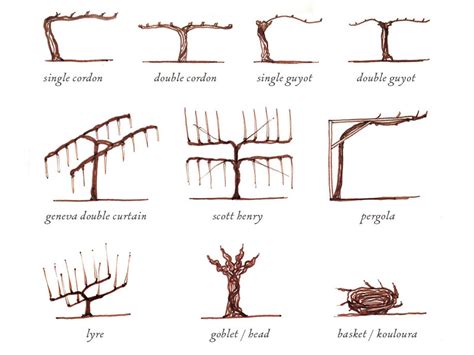 Illustrated Grape Vine Training Methods Wine Folly