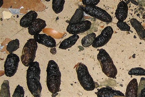 Feces How To Identify Animal Droppings In The Attic