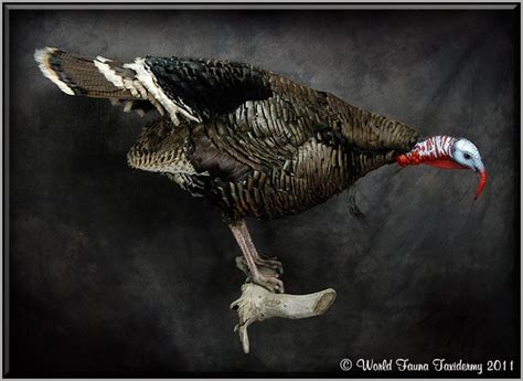 🔥 45 Free Eastern Wild Turkey Wallpaper Wallpapersafari