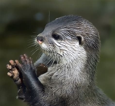 The Difference Between Asian Small Clawed Otters And Sea Otters