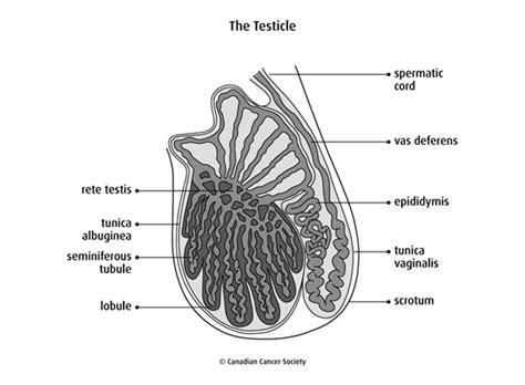 Stages Of Testicular Cancer Canadian Cancer Society