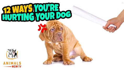 12 Ways You Are Hurting Your Dog Without Realizing It Youtube