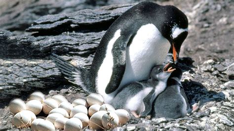 Penguin Laying Eggs
