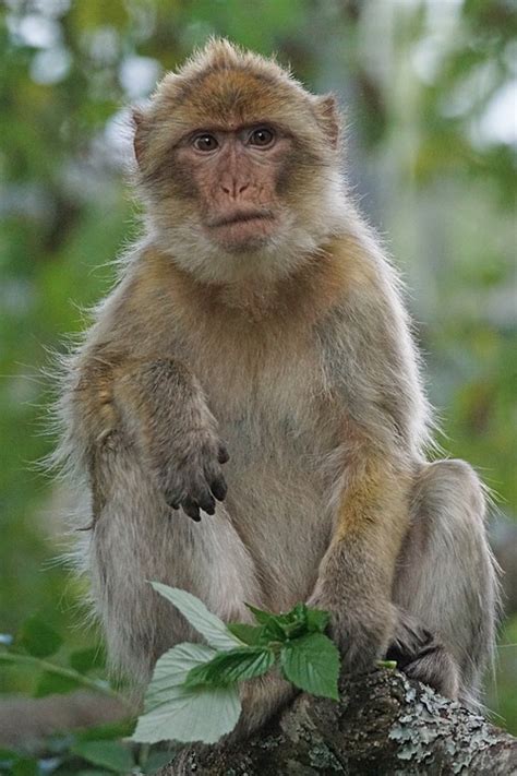 Barbary Macaque Old World Monkey Free Photo On Pixabay Pixabay
