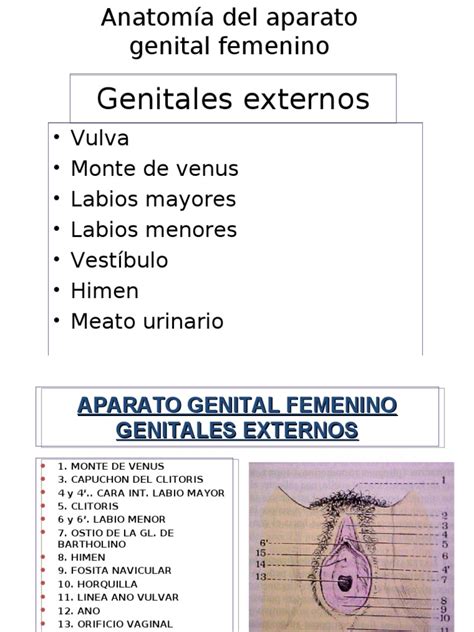 Anatomia Del Aparato Genital Femenino Útero Vagina
