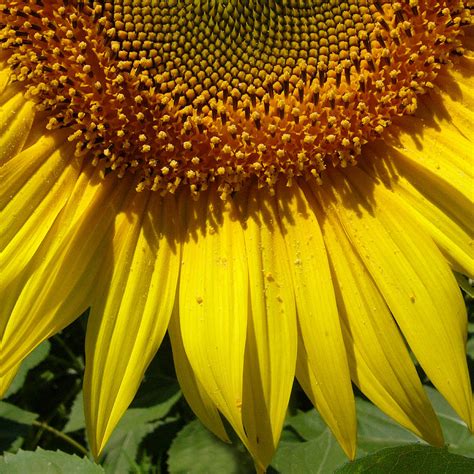 Golden Sunflower Photograph By Heidi Brandt Fine Art America