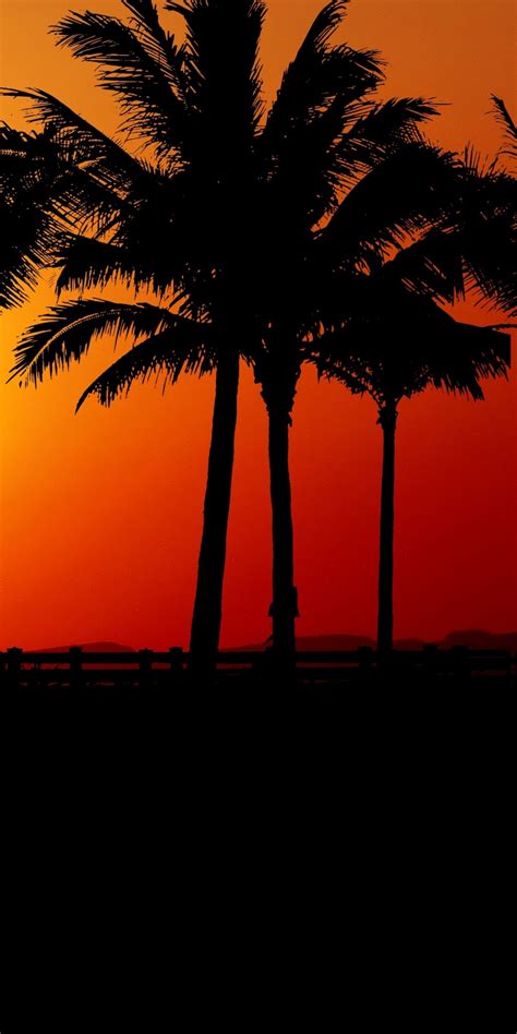 Download 1080x2160 wallpaper sunset, palm tree, silhouette, honor 7x, honor 9 lite, honor view 