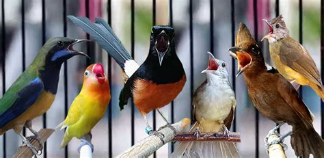 Suara sirtu betina 100% ampuh untuk memancing sirtu jantan agar gacor dan nyiul mp3 duration 21:38 size. Kompilasi suara masteran Burung ,Cililin, lovebird, kenari, Kapas tembak,Murai batu - Suara ...