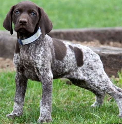 The German Shorthaired Pointer Friendly And Smart