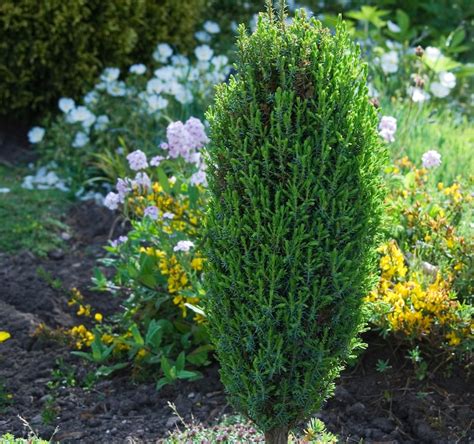 Top 10 Evergreen Shrubs For Small Gardens Thompson And Morgan